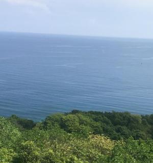 树木环绕的水景