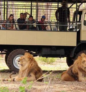 two lions sitting in front of a truck with people