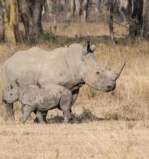a large rhino and a baby rhino standing in a field