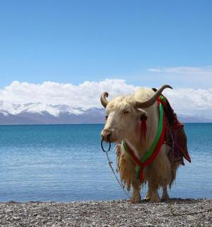 a cow standing on a beach next to the water