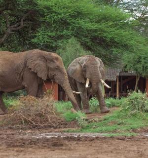 两头大象并排站在田野里