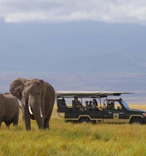一群人乘坐载有大象的游猎车