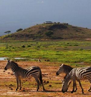 三匹斑马站在田野里，背景是一座小山