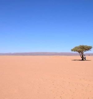 沙漠中的一棵孤树