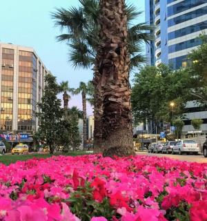 a bunch of pink flowers in front of a palm tree