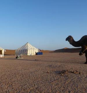 a camel standing in the middle of a desert