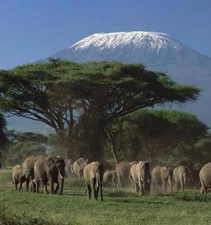 一群大象在田野里，背景是一座山