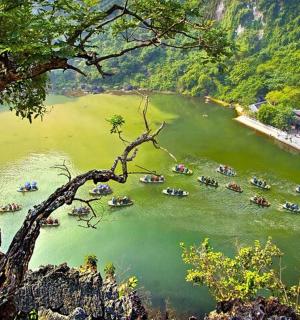 河里有一群船和一棵树