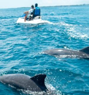 一群海豚在船边的水中