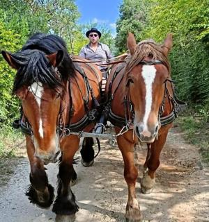 一名男子驾驶着马车在土路上行驶