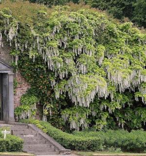 砖墙上一棵开着白花的树