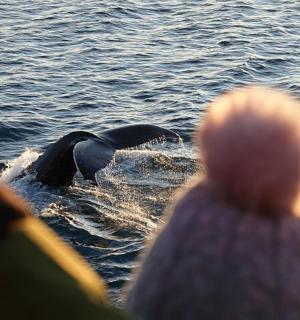 a group of people watching a dolphin in the water