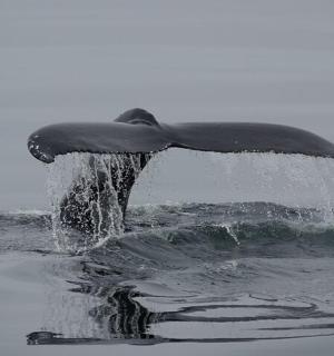 a dolphin is standing in the water