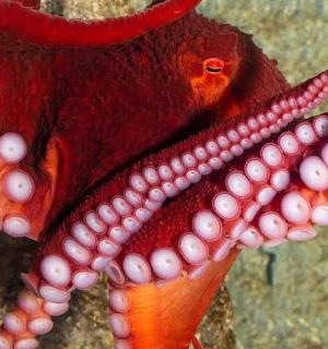 一只红色的章鱼附着在墙上