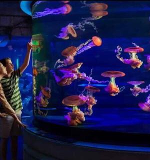 一名男子和一名女子站在一个大型水族馆前