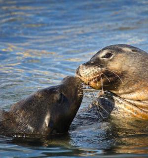 tuleň ve vodě si hraje s jiným zvířetem