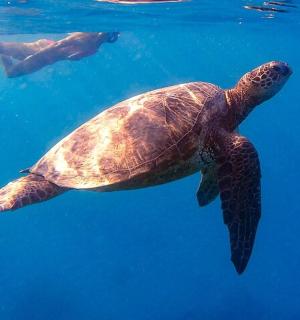 zelená mořská želva plavající ve vodě