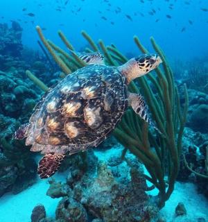 一只绿海龟在海里游泳