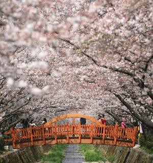 一座有樱花树和人的桥