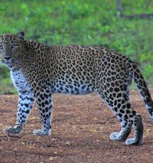 一只豹子在土路上行走