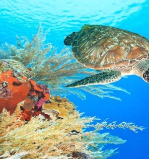 a green sea turtle swimming over a coral reef
