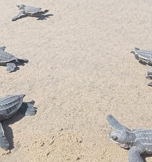 група корњача које леже на плажи