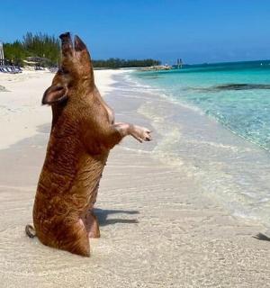 pes stojící na zádech na pláži