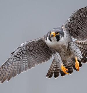 天空中飞翔的猛禽