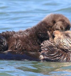a otter laying on its back in the water