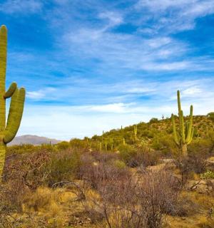 沙漠中的两棵仙人掌，蓝天