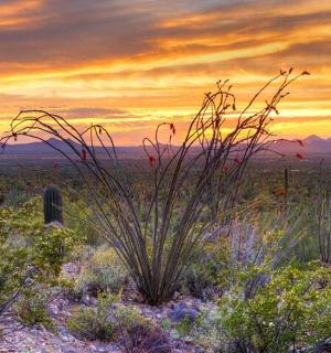 pole s rostlinami a západ slunce v poušti