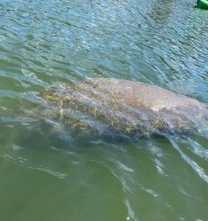 a turtle swimming in a body of water