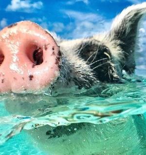 一只狗叼着甜甜圈在水中游泳