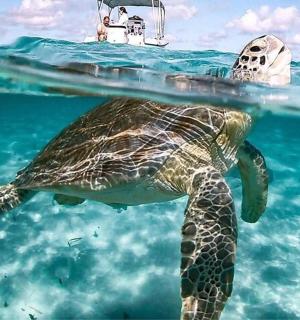 a turtle swimming in the water next to a boat