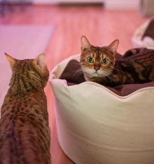 two cats laying in a pet bed