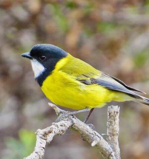 一只黄色的鸟坐在树枝上