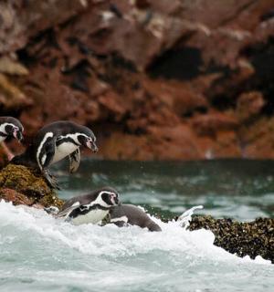 三只企鹅站在水中的岩石上