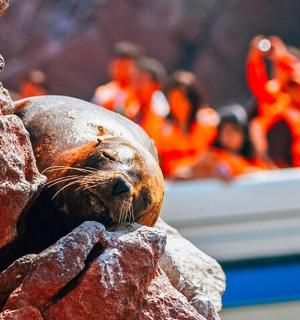 一只海狮躺在岩石上，背景中有人
