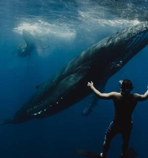 un home dret al costat d'una balena a l'aigua