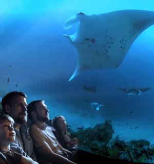 a group of people watching a shark in an aquarium