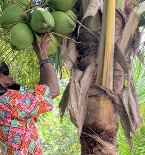 a person is climbing up a banana tree