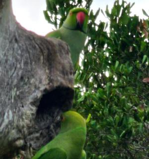 zelený pták sedící na straně stromu
