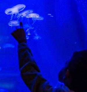一个人正在水族馆里观察水母