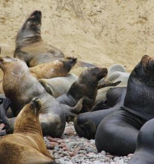 一群海豹躺在地上
