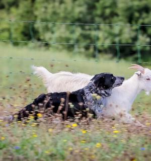 dvě kozy stojící vedle plotu na poli