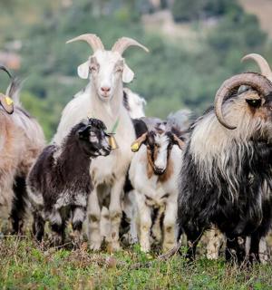 skupina koz stojící na poli