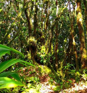 les plný stromů a rostlin s listy