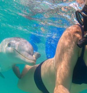 一名男子正在给水中的海豚拍照