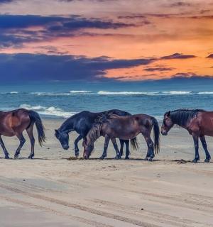 skupina čtyř koní pasoucích se na pláži