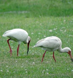 Dva bílí ptáci stojí v trávě